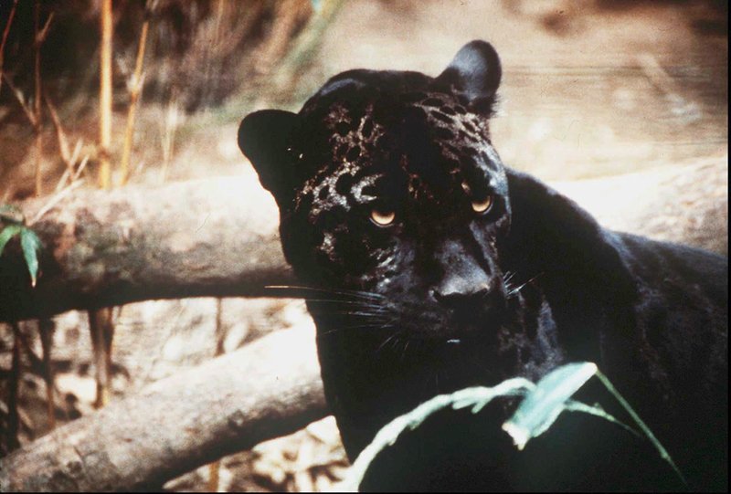 Jaguar Recovery Plan Envisions Sprawling Habitat Areas