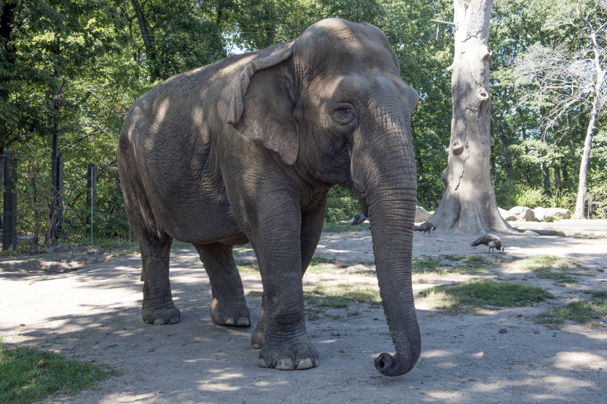 Bronx Zoo euthanizes 48-year-old elephant | AP News