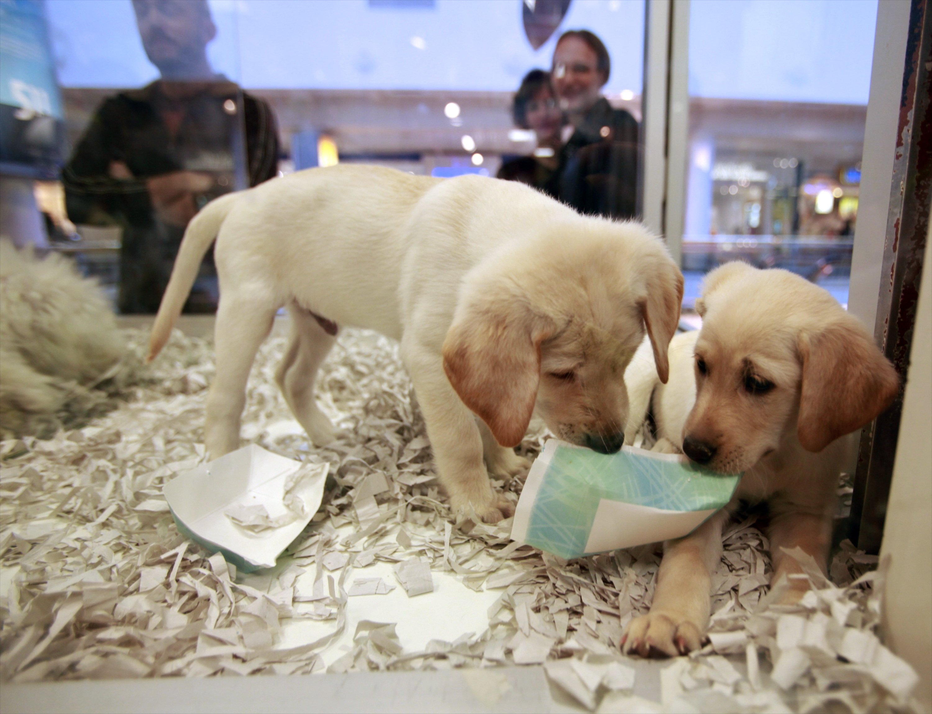 pet shop that sells puppies