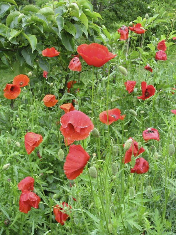 Poppies Are Tougher Than They Look And Can Be Sown Early