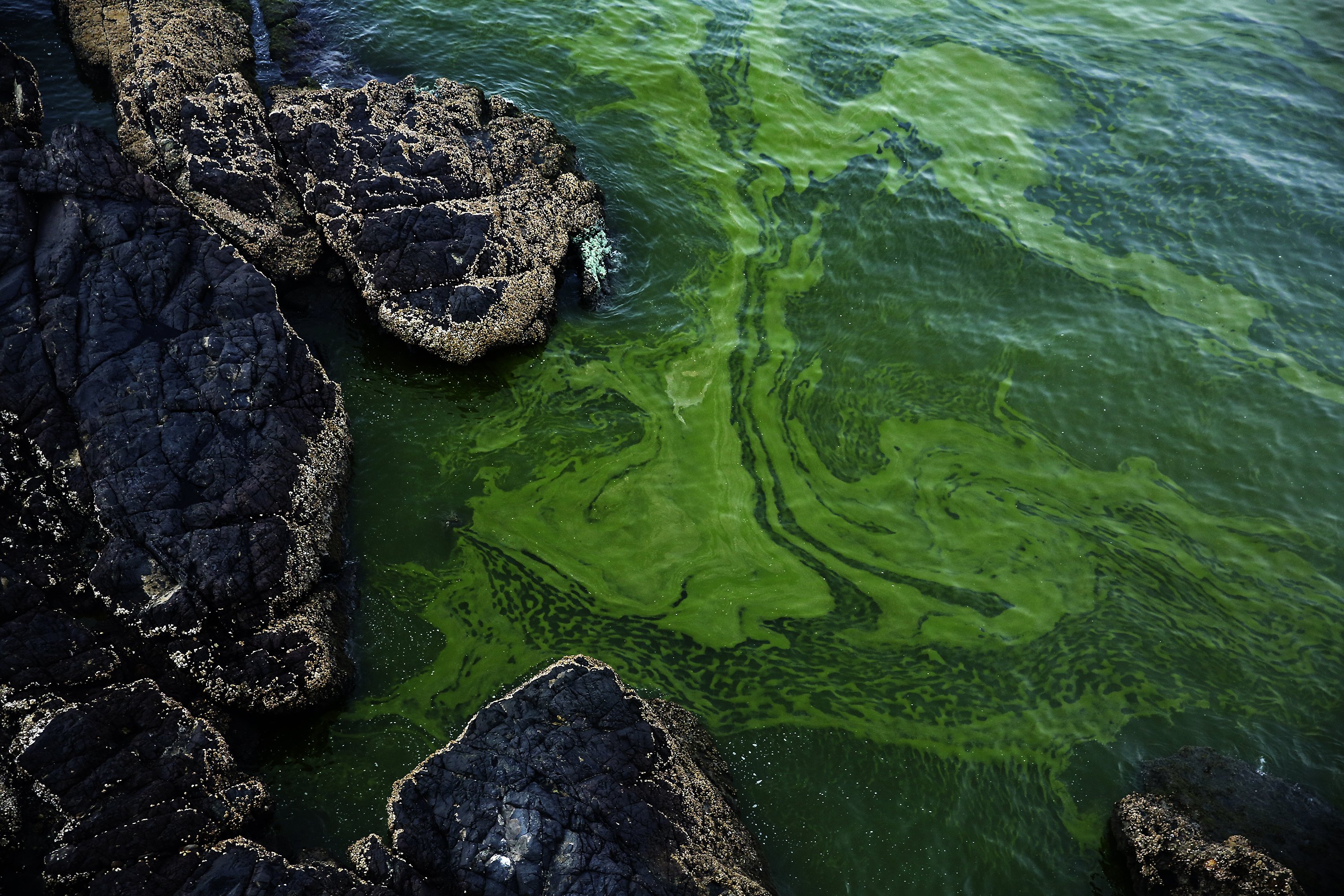 Growing algae bloom in Arabian Sea tied to climate change