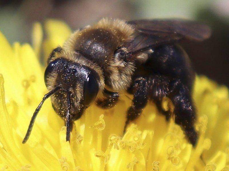 Wild Bee Species Critical To Pollination On The Decline