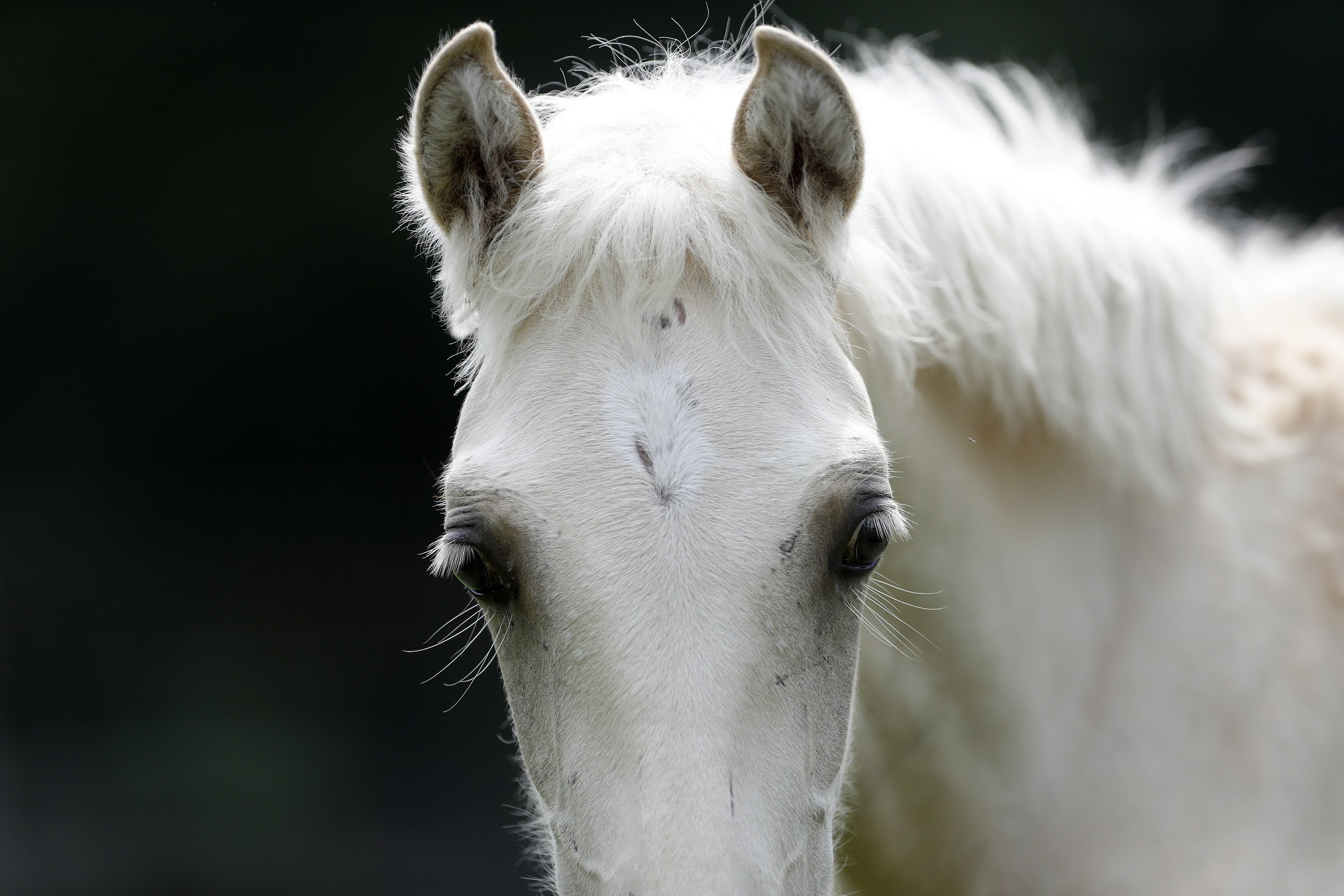 Oklahoma's Choctaw horses connect to Mississippi