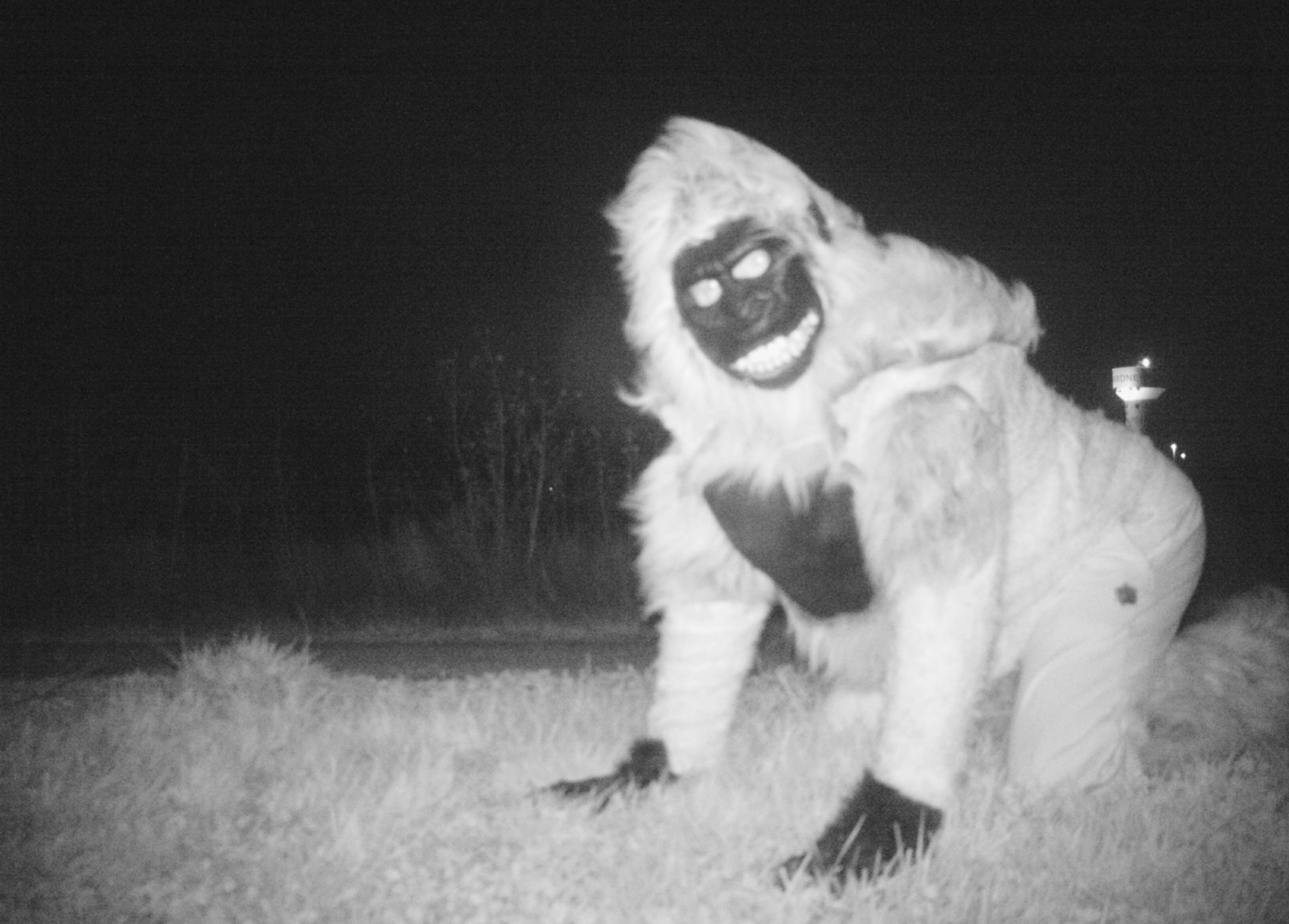 wildlife capture camera
