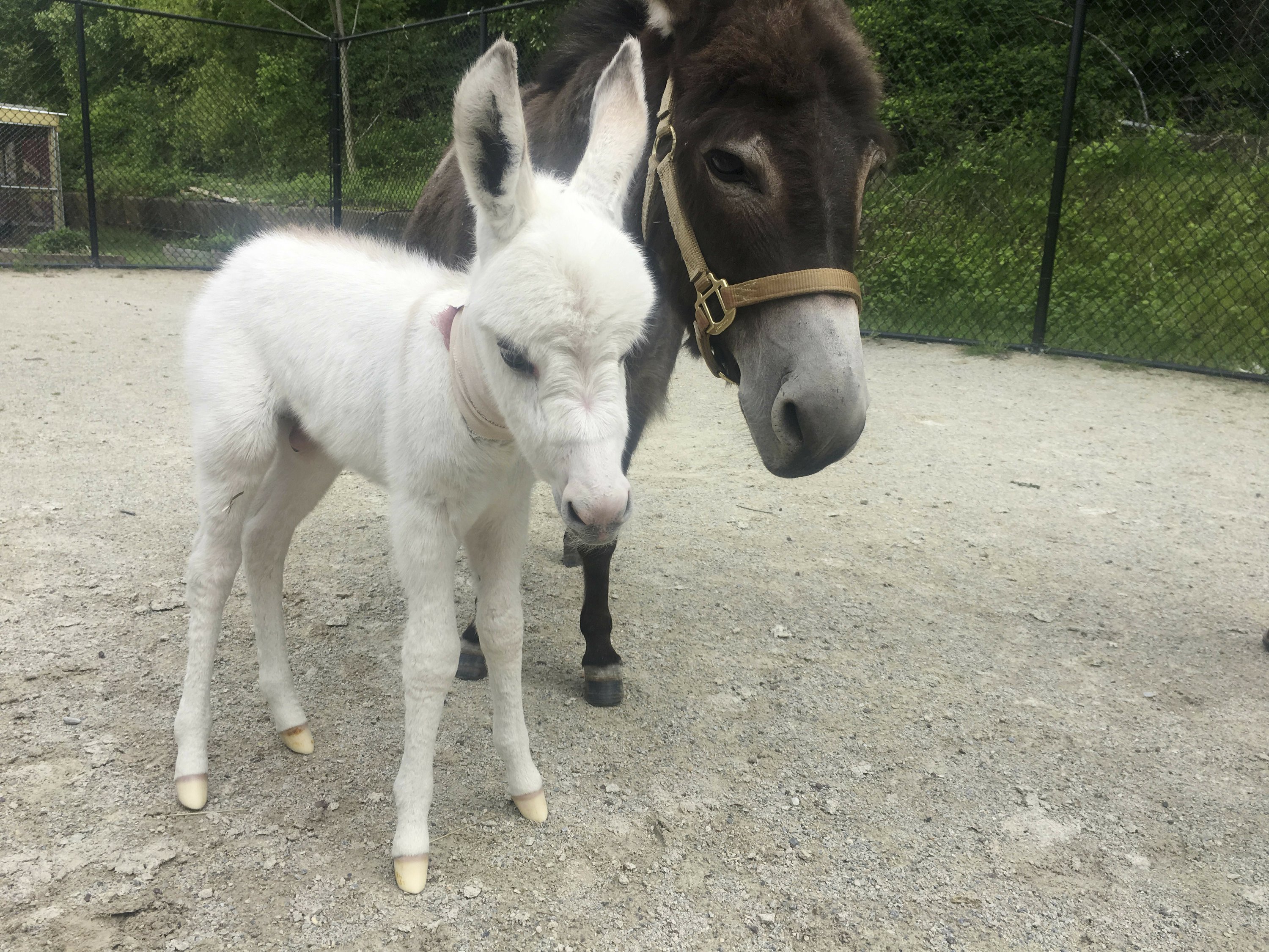 mini donkey rescue near me