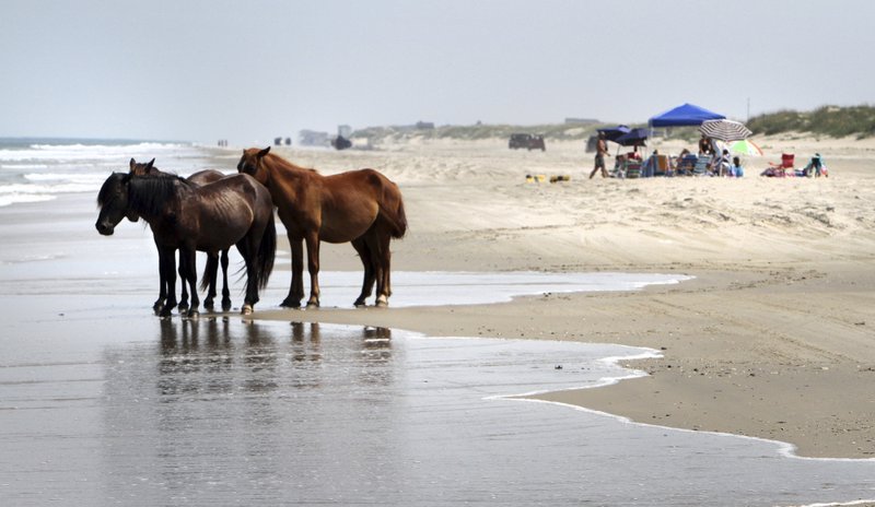 North Carolina S Wild Horses Know How To Survive Hurricane