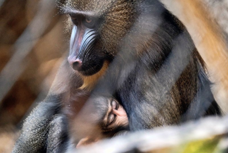 2 Baby Mandrill Monkeys Make Debut At Los Angeles Zoo