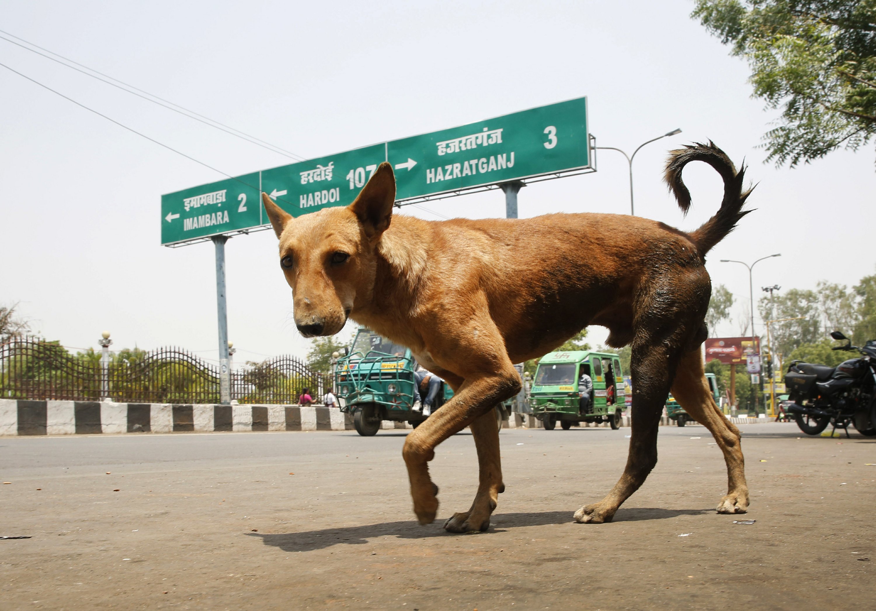 Feral dog packs kill 6 Indian children 