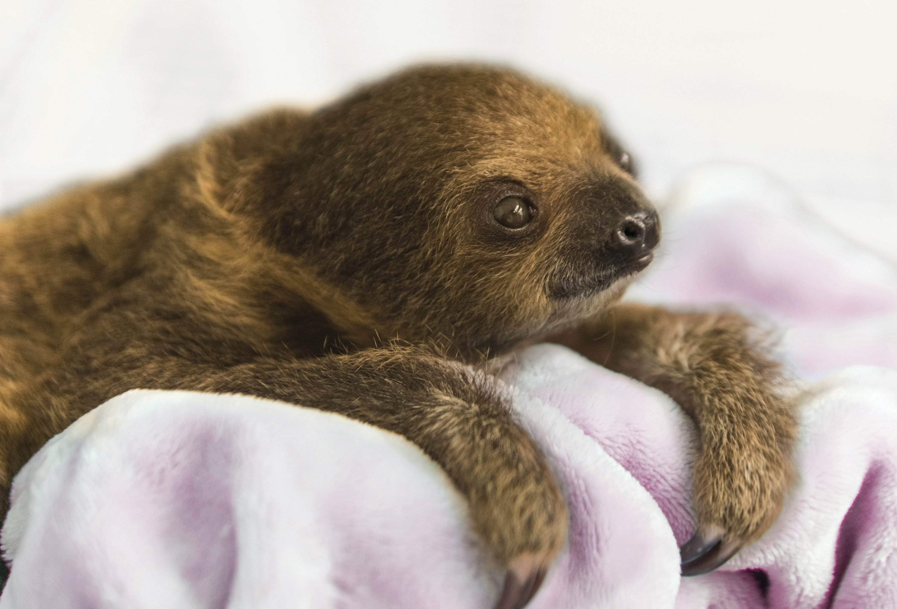 sloth baby