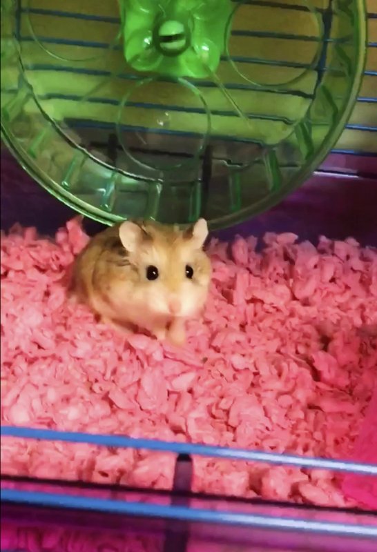 hamster pet