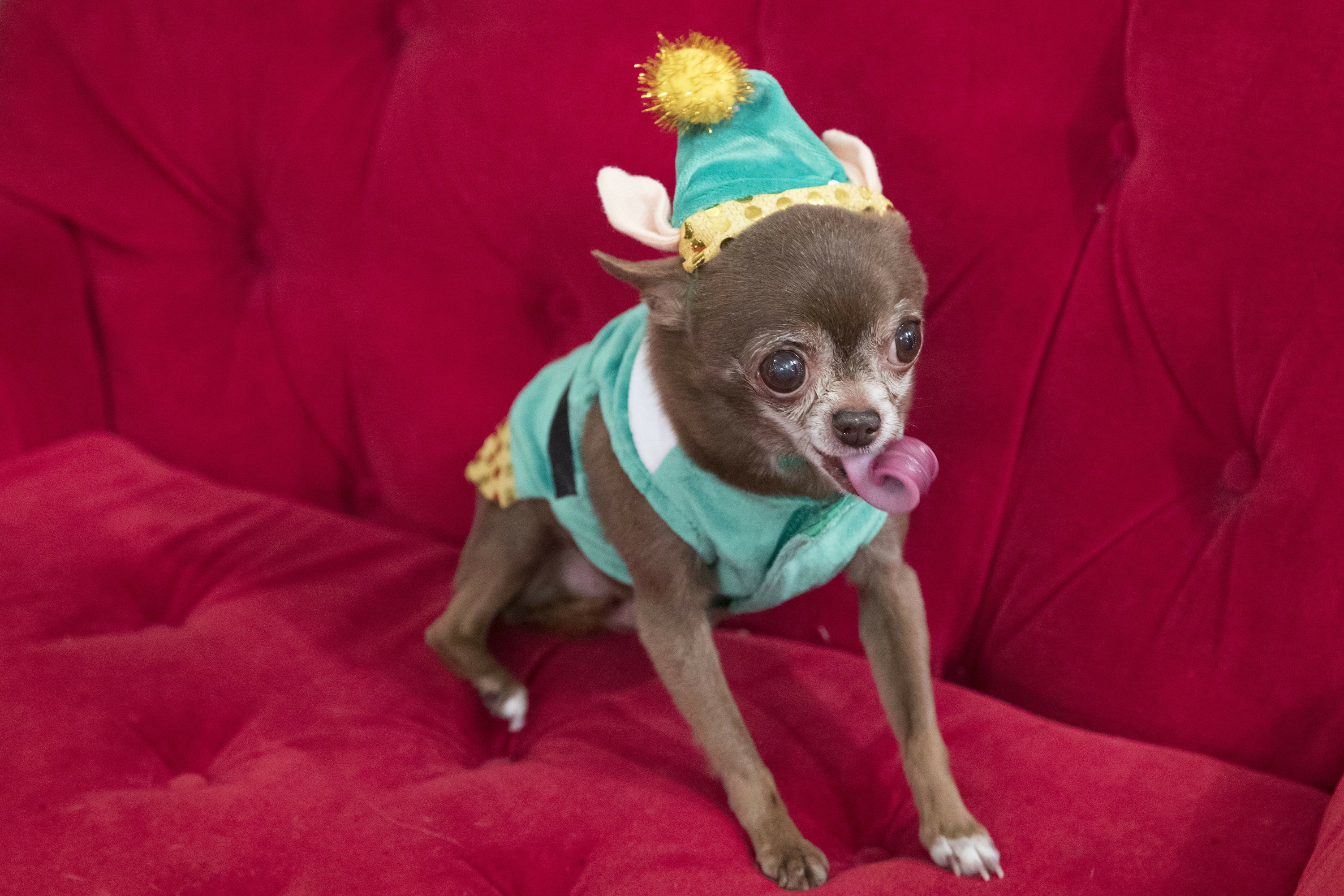 cat christmas stocking petsmart