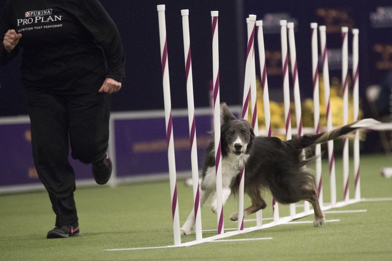 border collie obstacle course