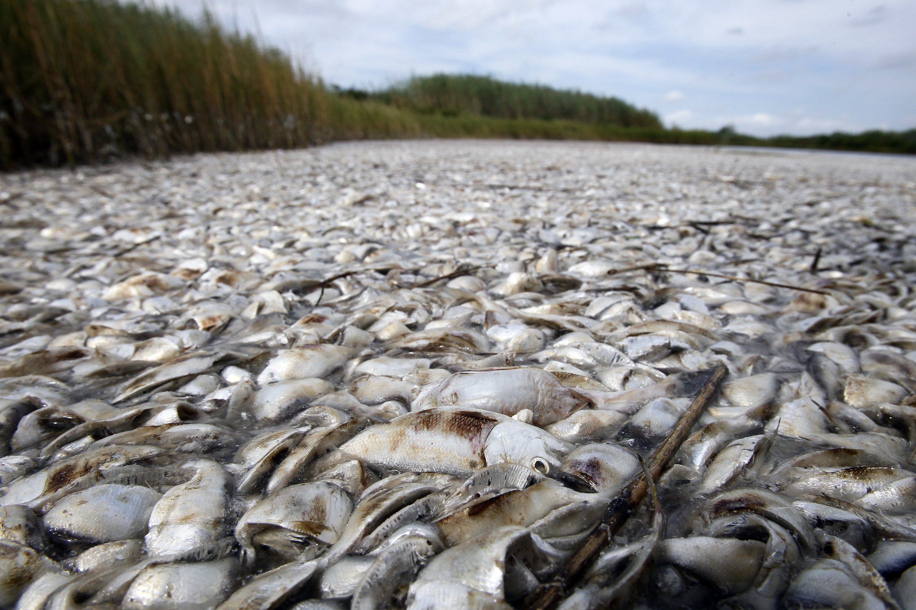 louisiana fish