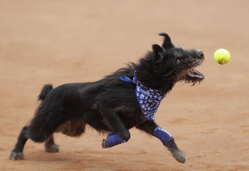 dog ball retriever