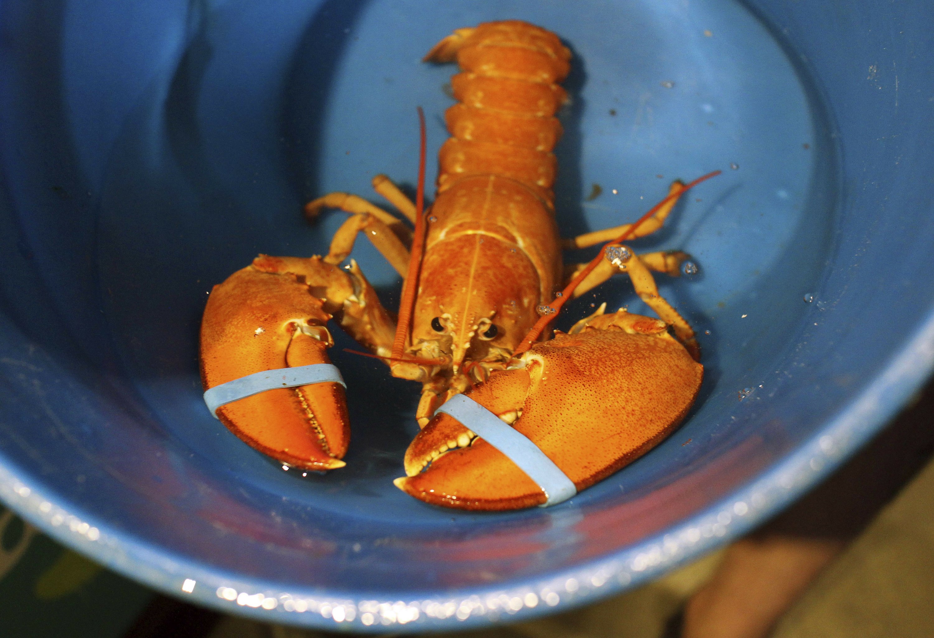 Grocery store workers find rare orange lobster AP News