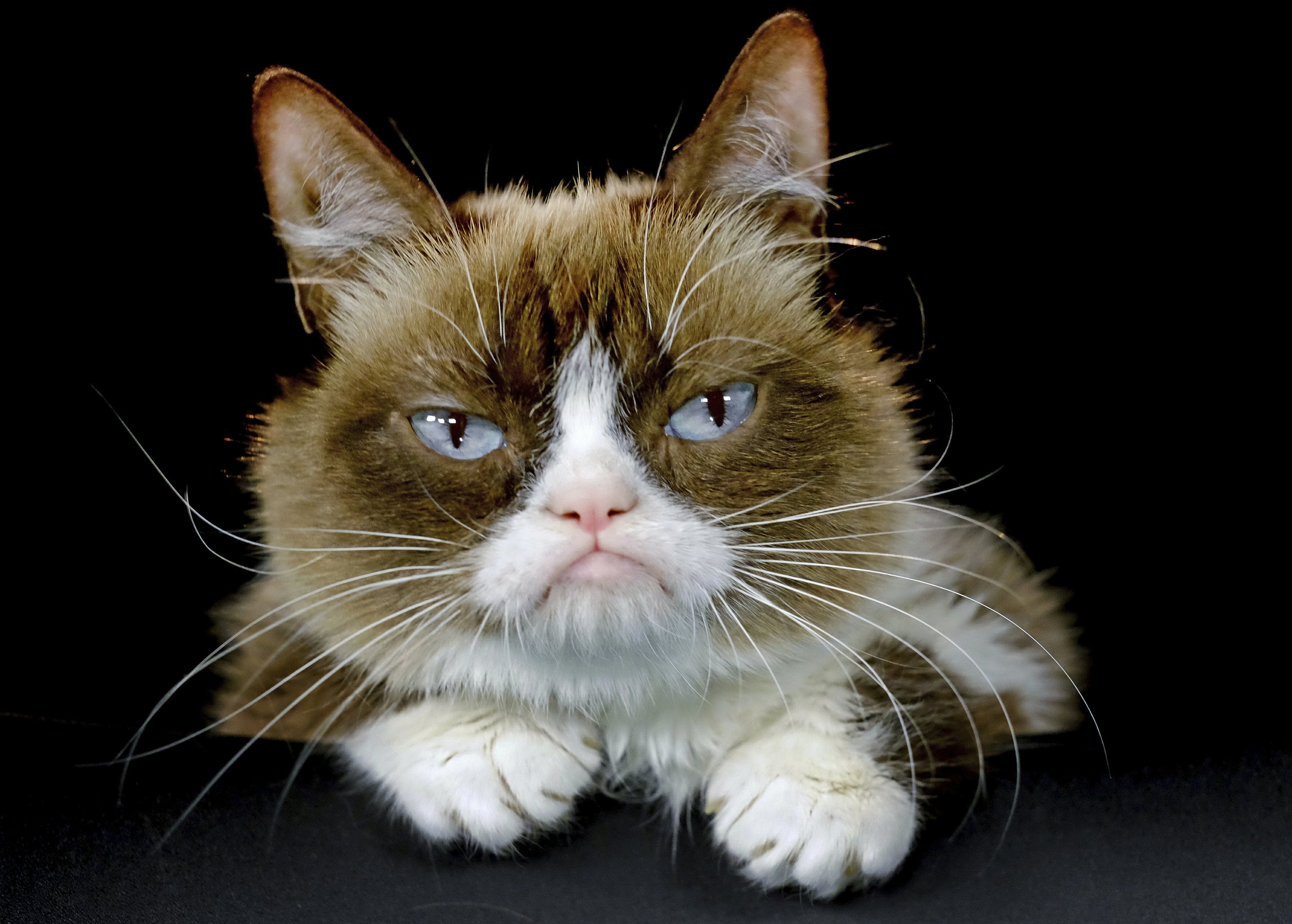 Grumpy Cat Who Entertained Millions Online Dies At Age 7 Ap News