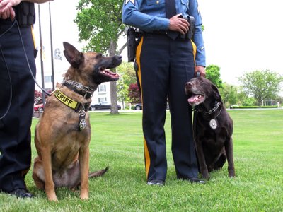 how do dogs sniff out drugs