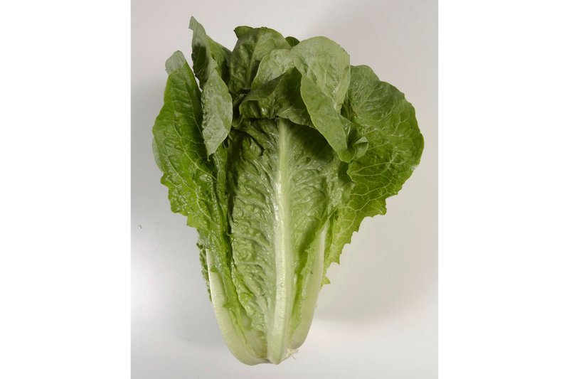 romaine lettuce outbreak tied to tainted irrigation canal