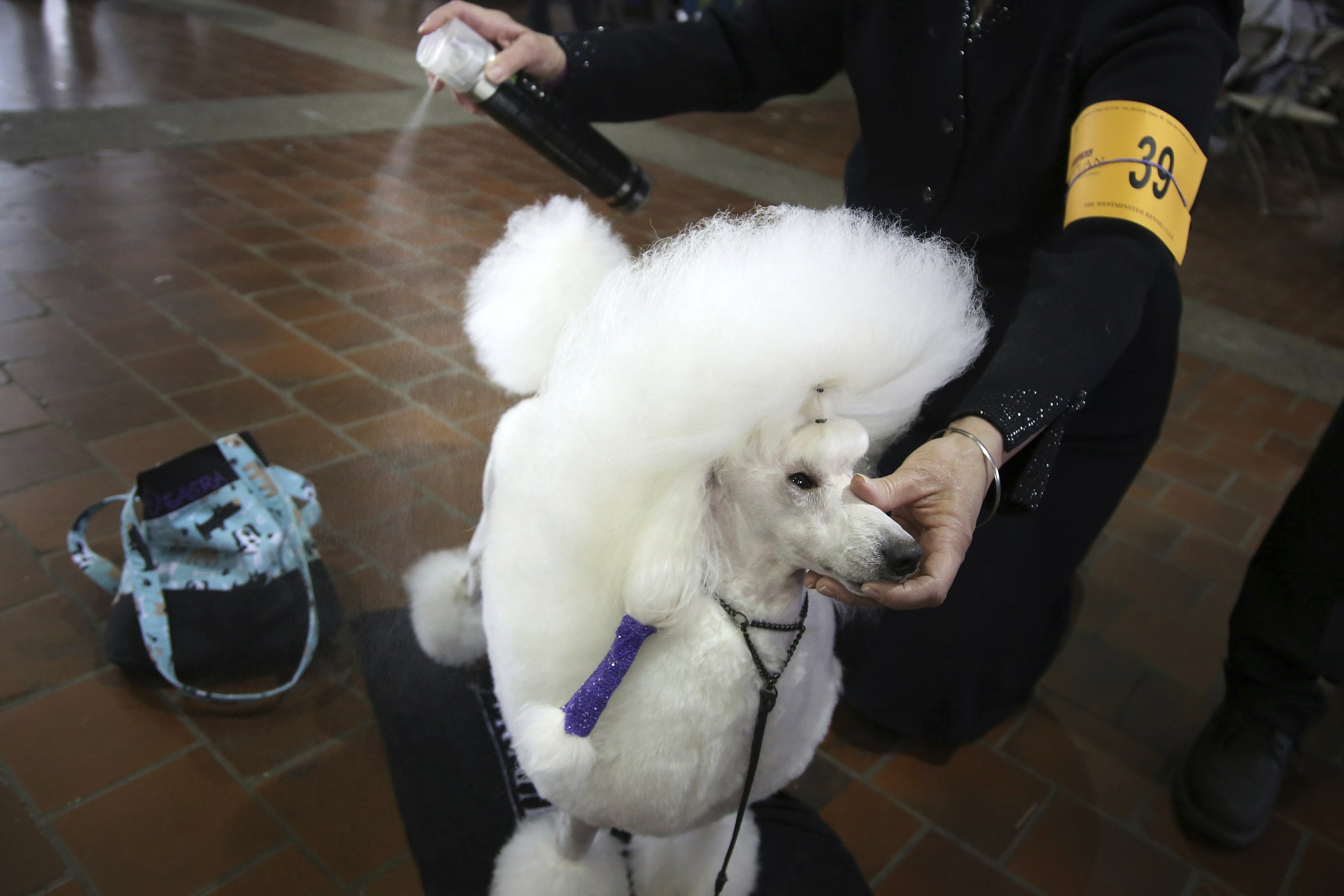 Cute Westminster Dog Show Poodle Winner l2sanpiero