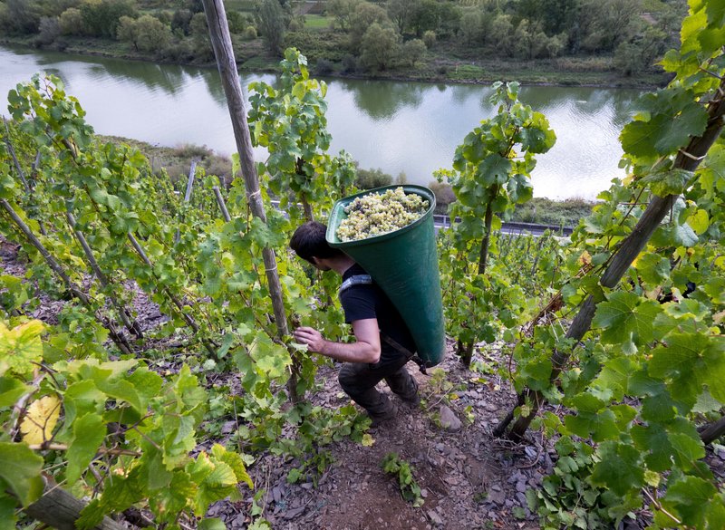 Ap Photos To Pick German Wine Workers Tread Steep Slopes