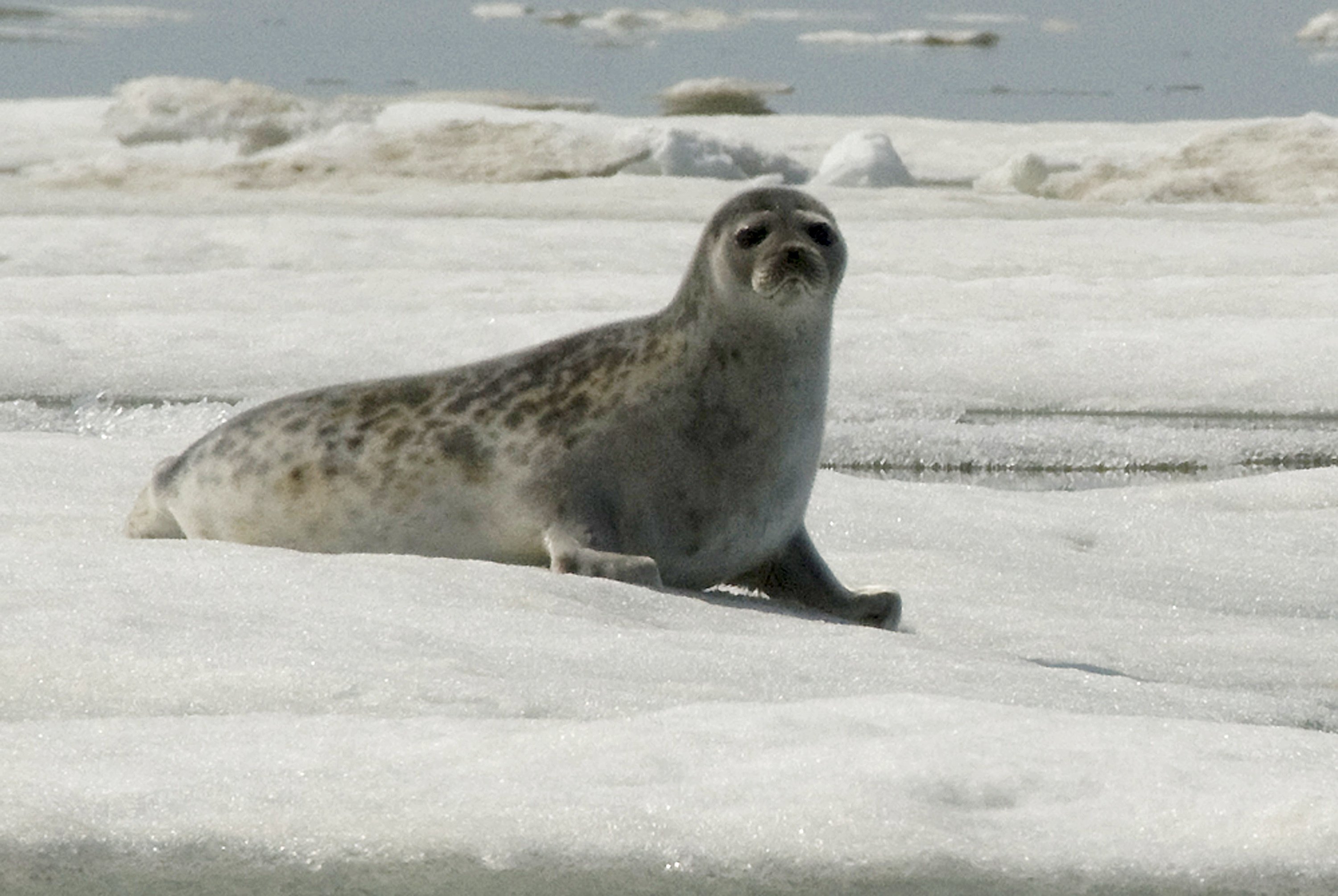 Тюлень в тундре. Кольчатая Нерпа. Арктическая кольчатая Нерпа. Гренландский тюлень (Лысун). Кольчатая Нерпа в Арктике.
