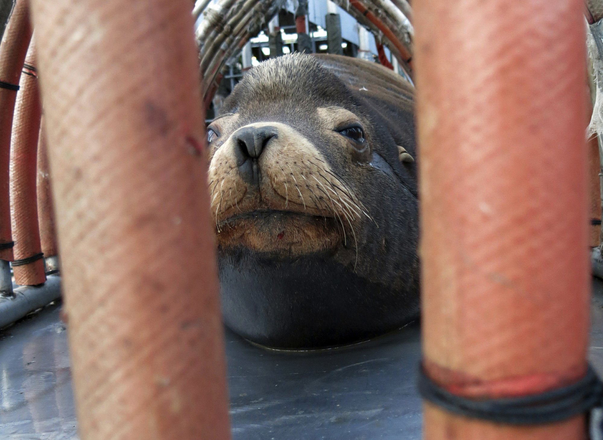 Oregon Begins Killing Sea Lions After Relocation Fails