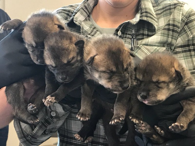 Endangered Wolf Pups Born In Captivity Join Dens In The Wild