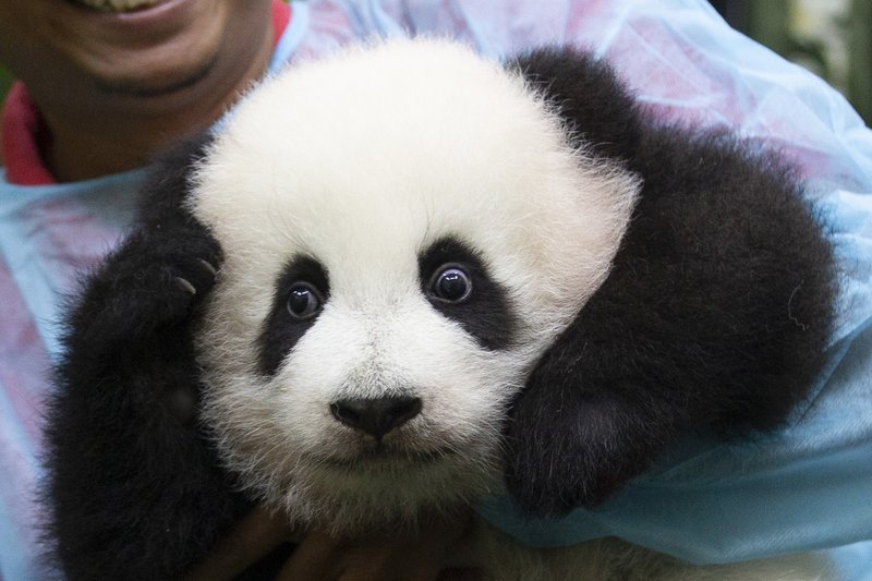 baby panda born in