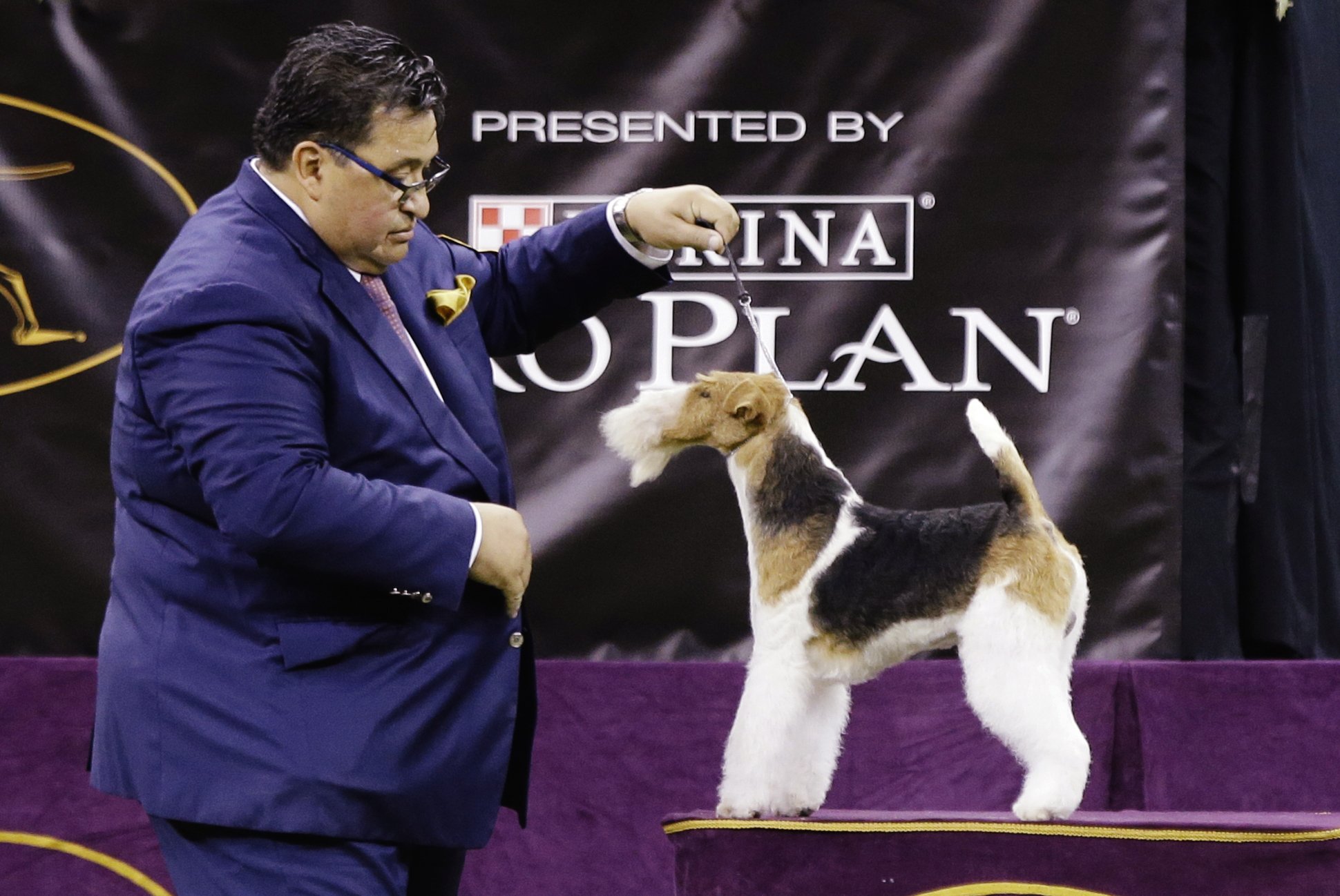 Westminster Dog Show 2018 Wire Fox Terrier 2025