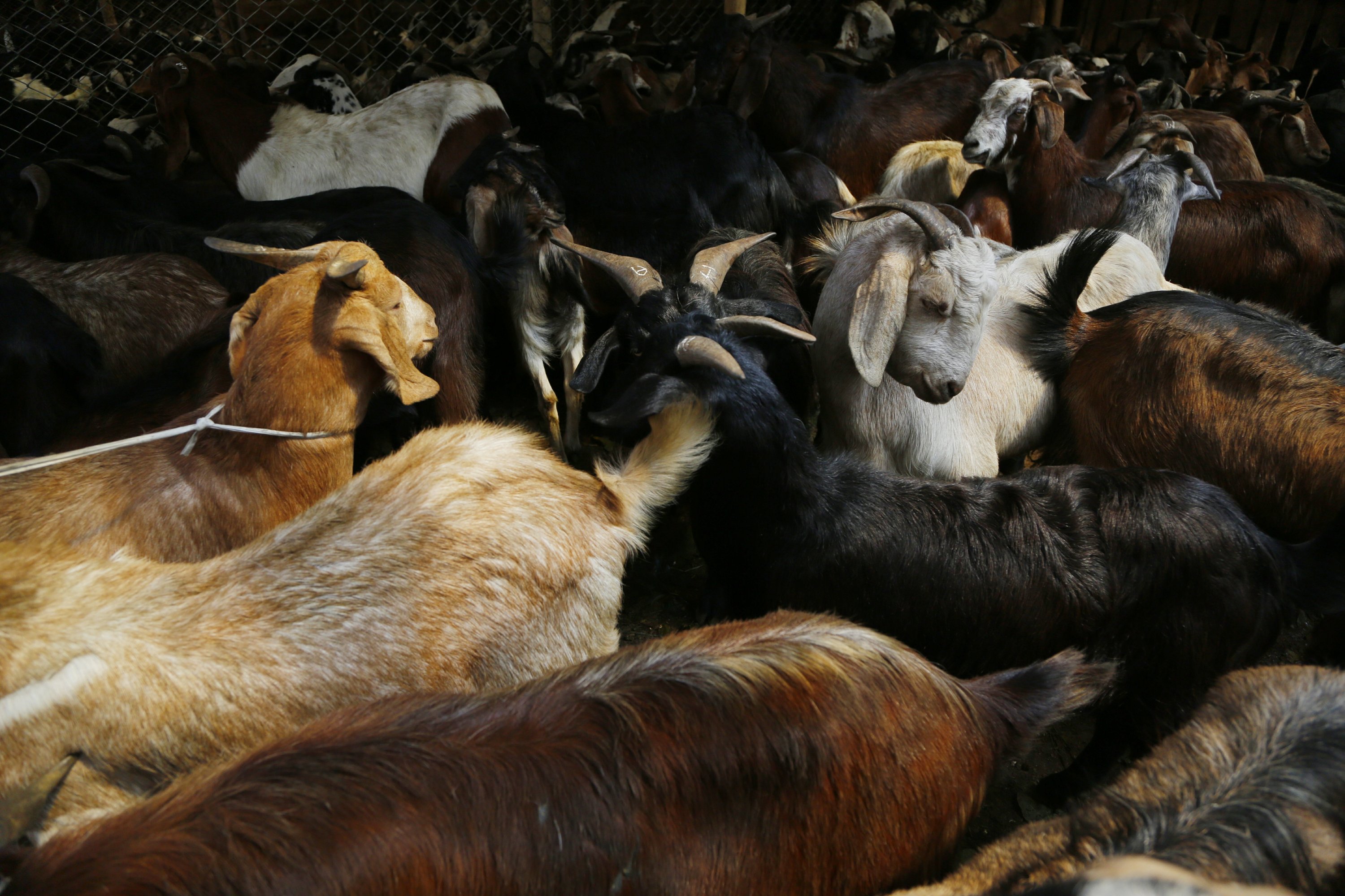 Groups hope to stop animal sacrifice during biggest festival
