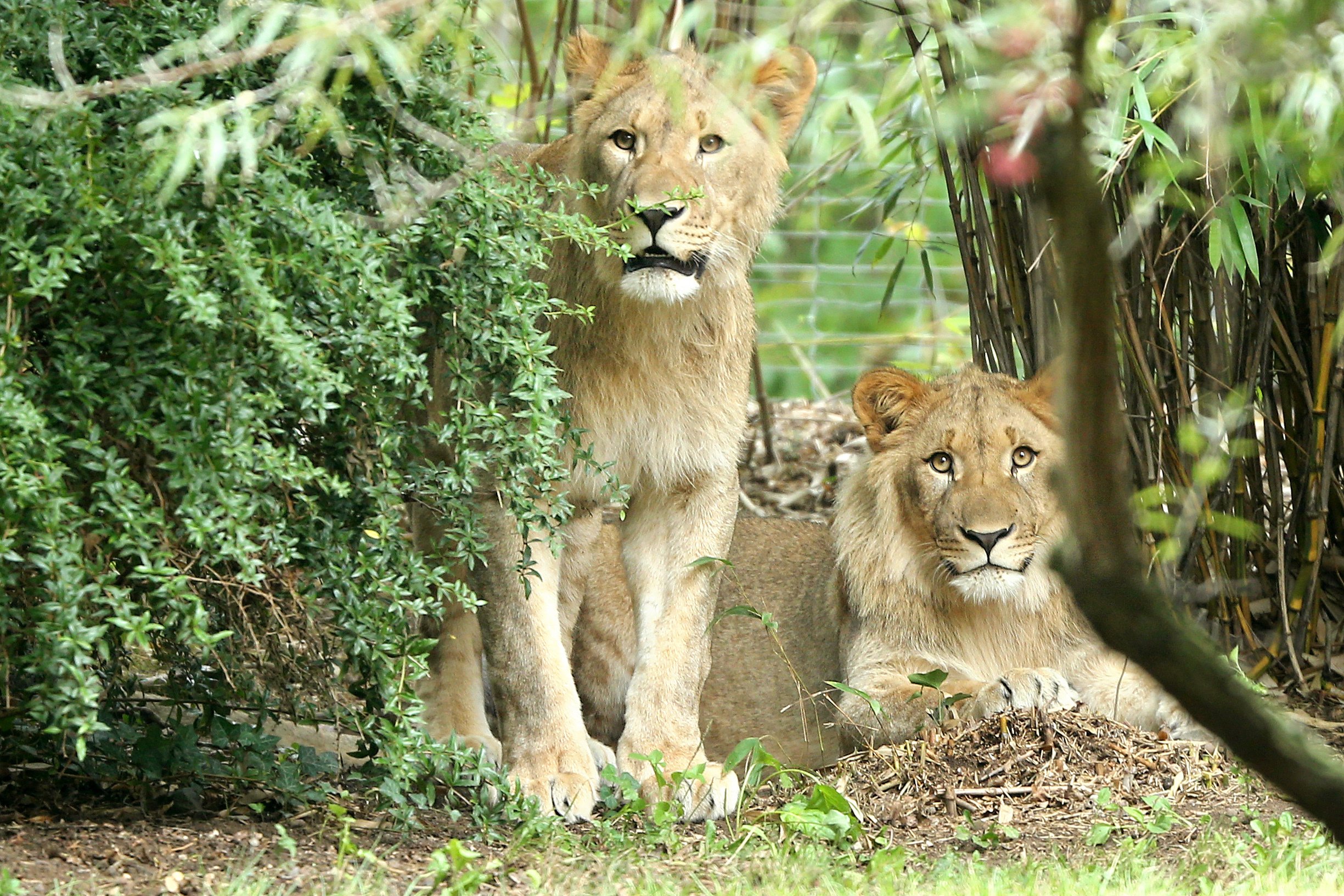 Зоопарк 1 видео. Два Льва. Лейпциг зоопарк. Уганда зоопарк. Побег из зоопарка.