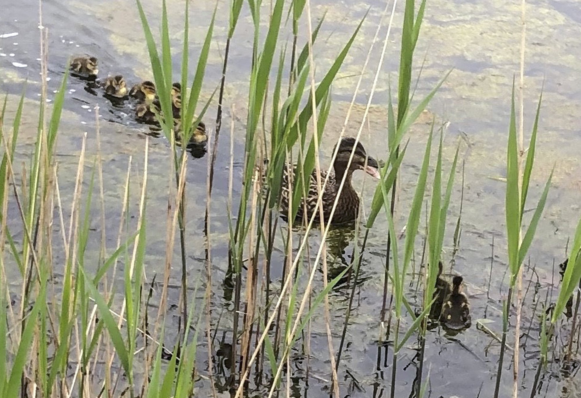 8 trapped ducklings rescued from storm drain | AP News