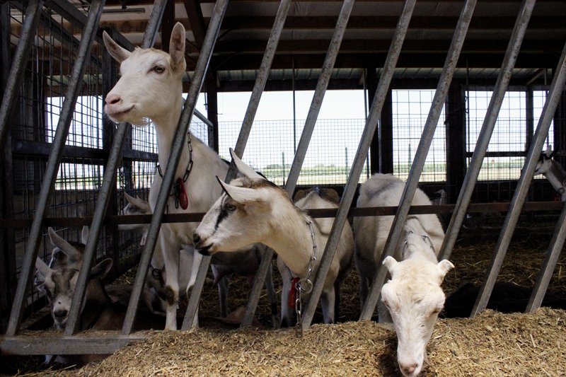 raising dairy goats