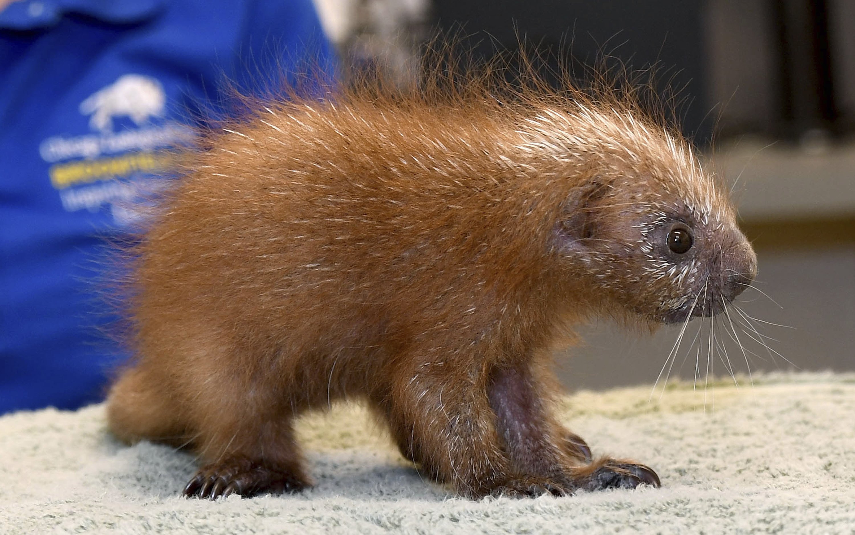 Baby porcupine is 1st of its species born at Brookfield Zoo | AP News