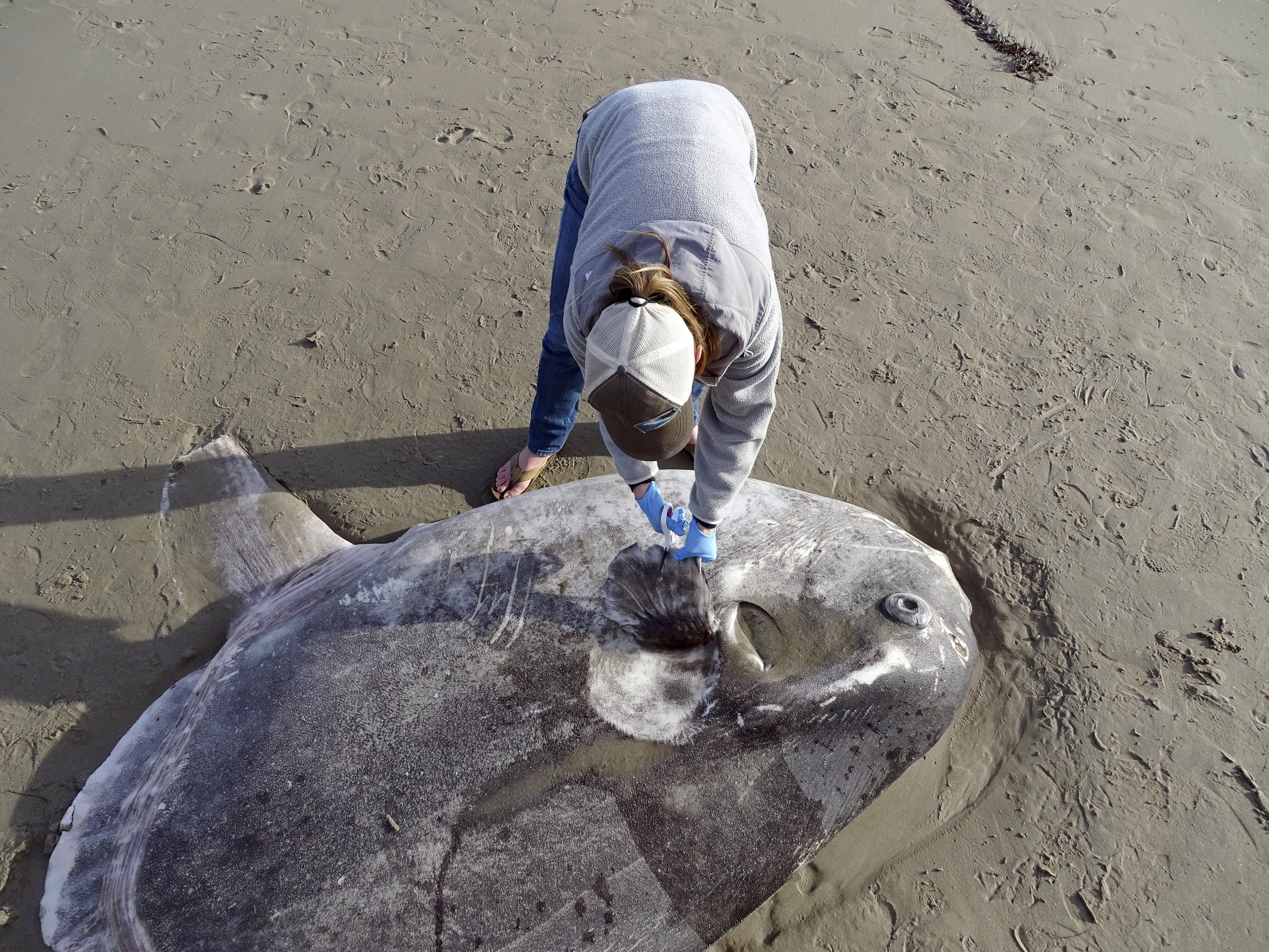 Massive Rare Fish Washes Ashore on Revere Beach in Massachusetts