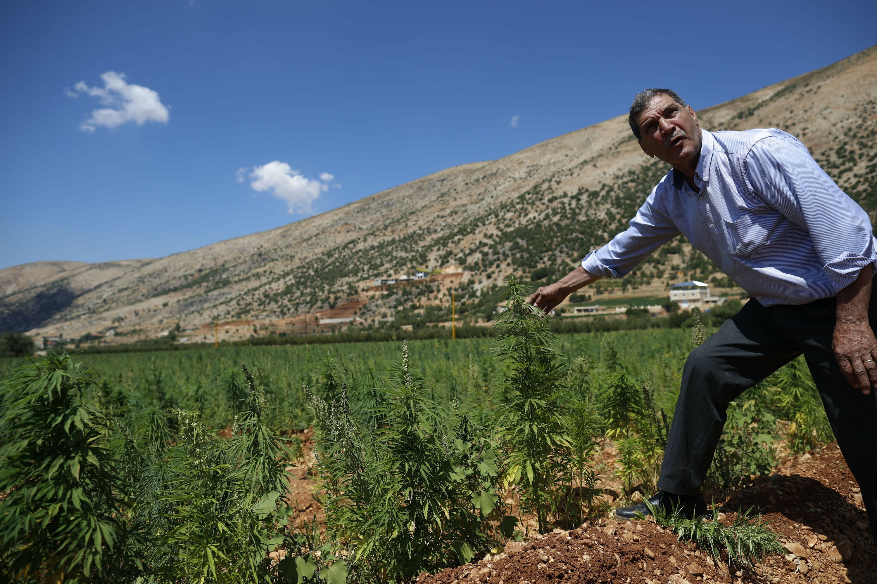 Lebanon's cannabis heartland, Bekaa, hopes for legalization