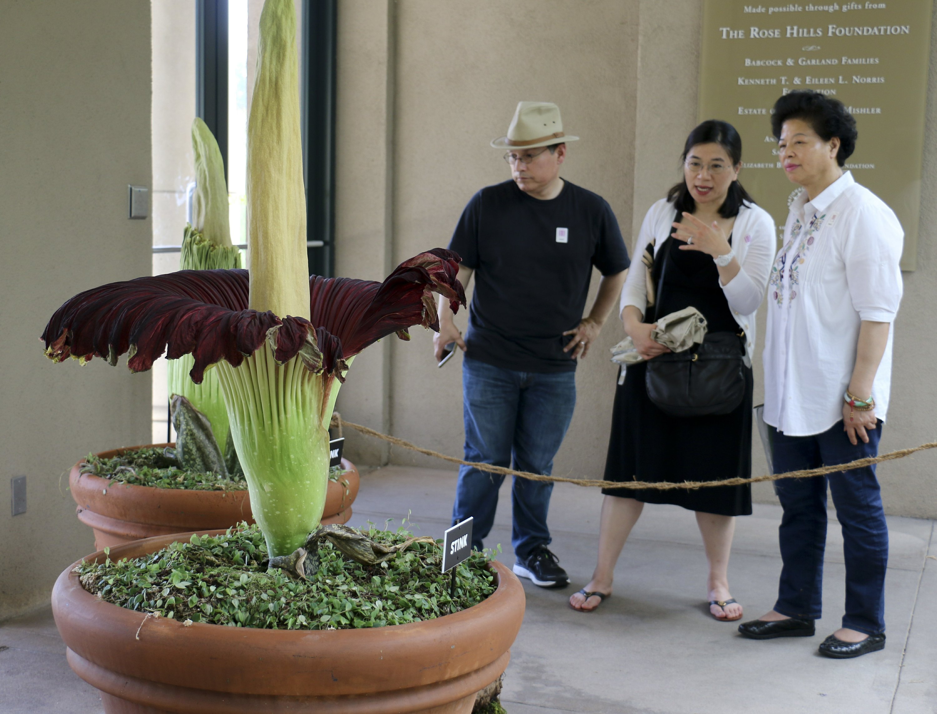 What Does A Corpse Flower Look Like In Full Bloom | Best Flower Site