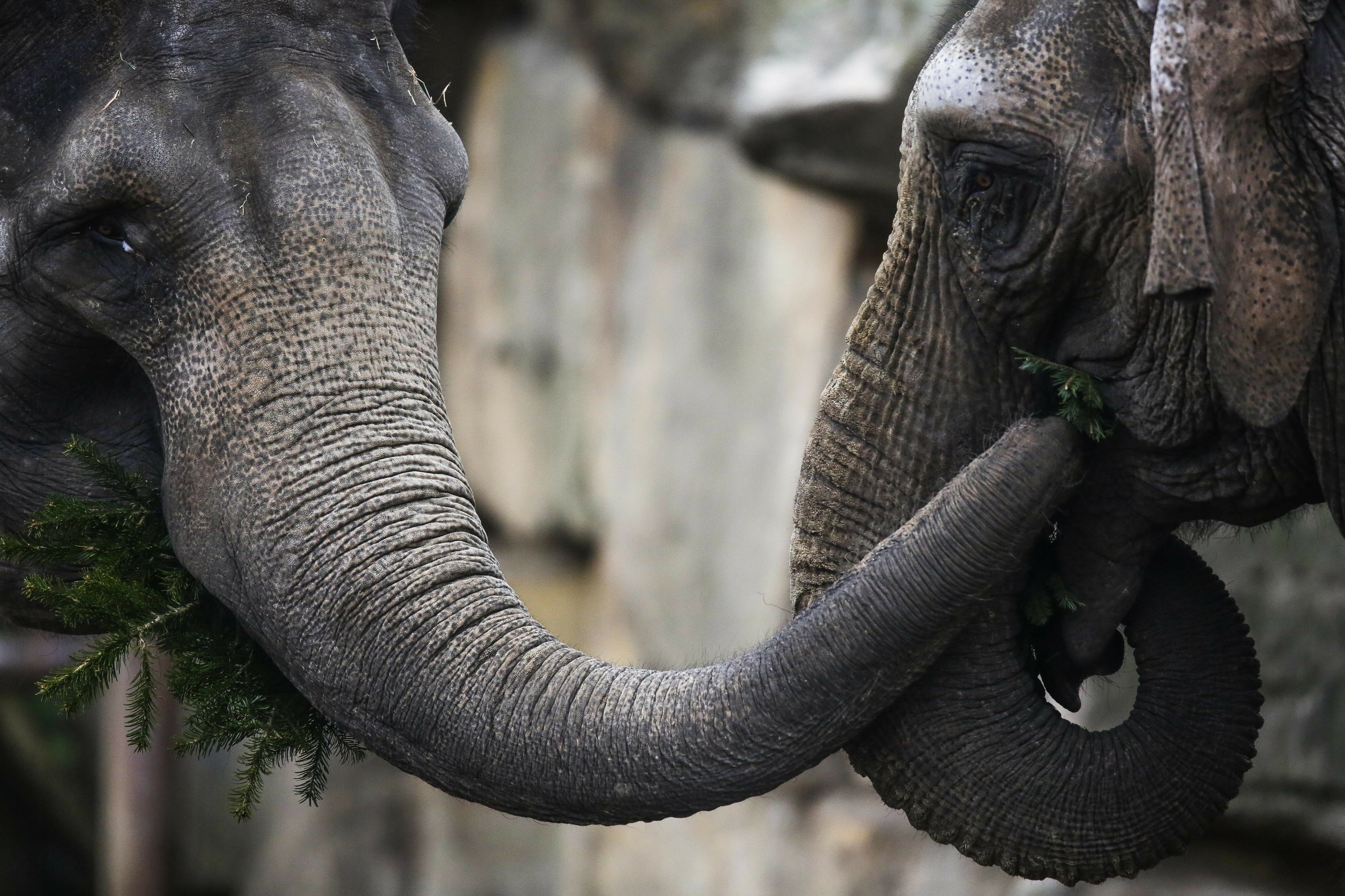 Zoo elephants eat Berlin's leftover Christmas trees AP News