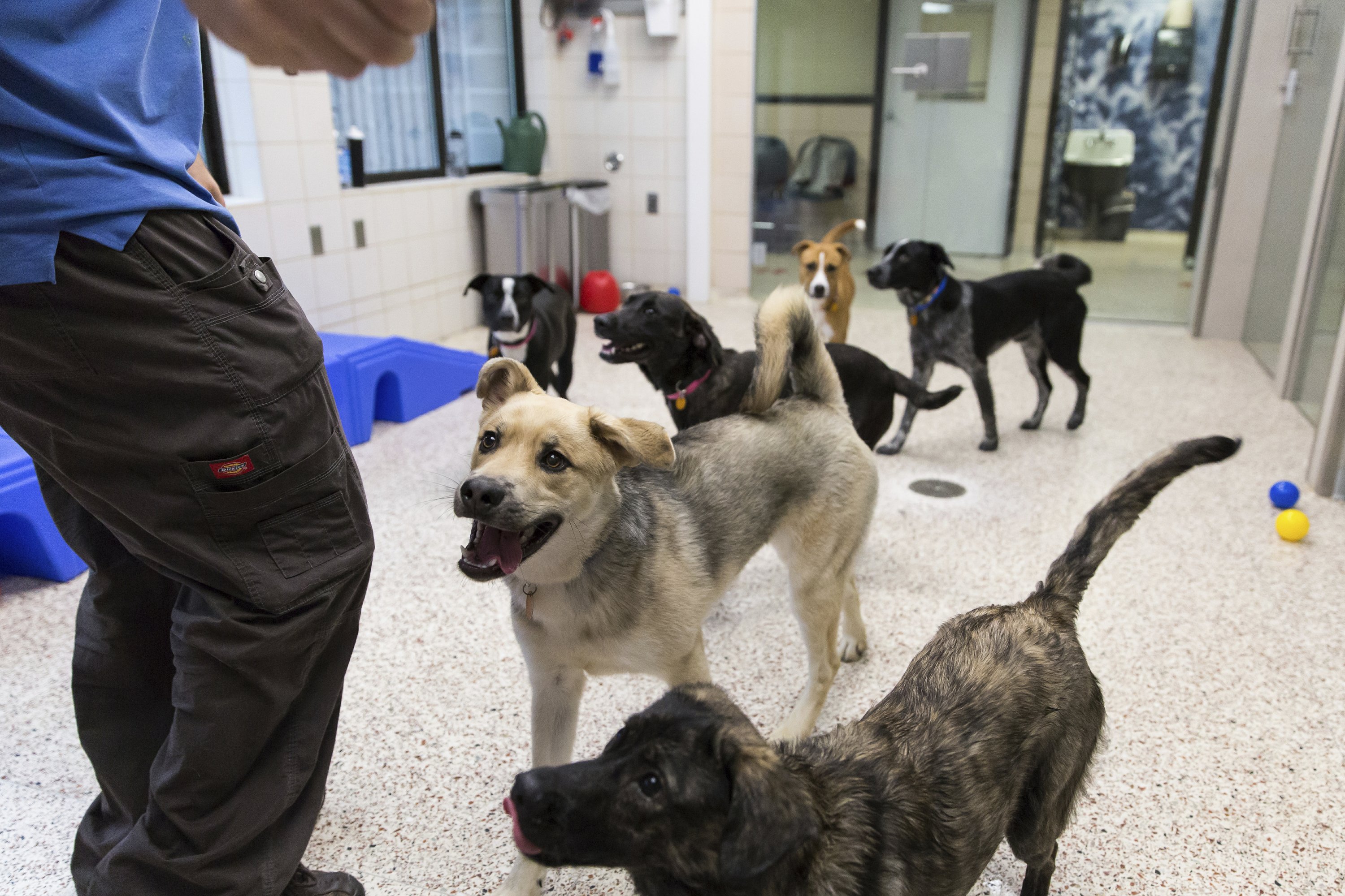 minnesota-humane-society-tests-group-habitat-for-dogs-ap-news