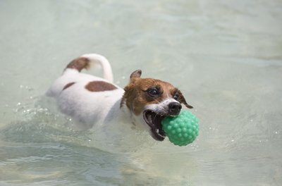 Rio de Janeiro hosts Brazil's first Dog Olympics | AP News Rio de Janeiro hosts Brazil's first Dog Olympics | AP News