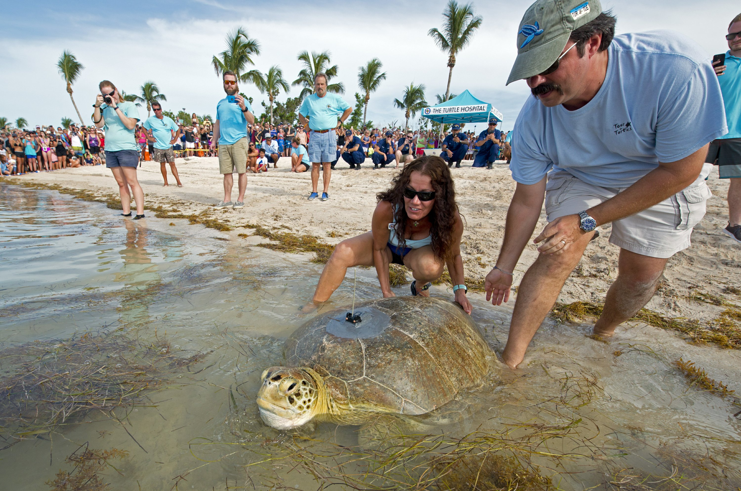 tour de turtles news