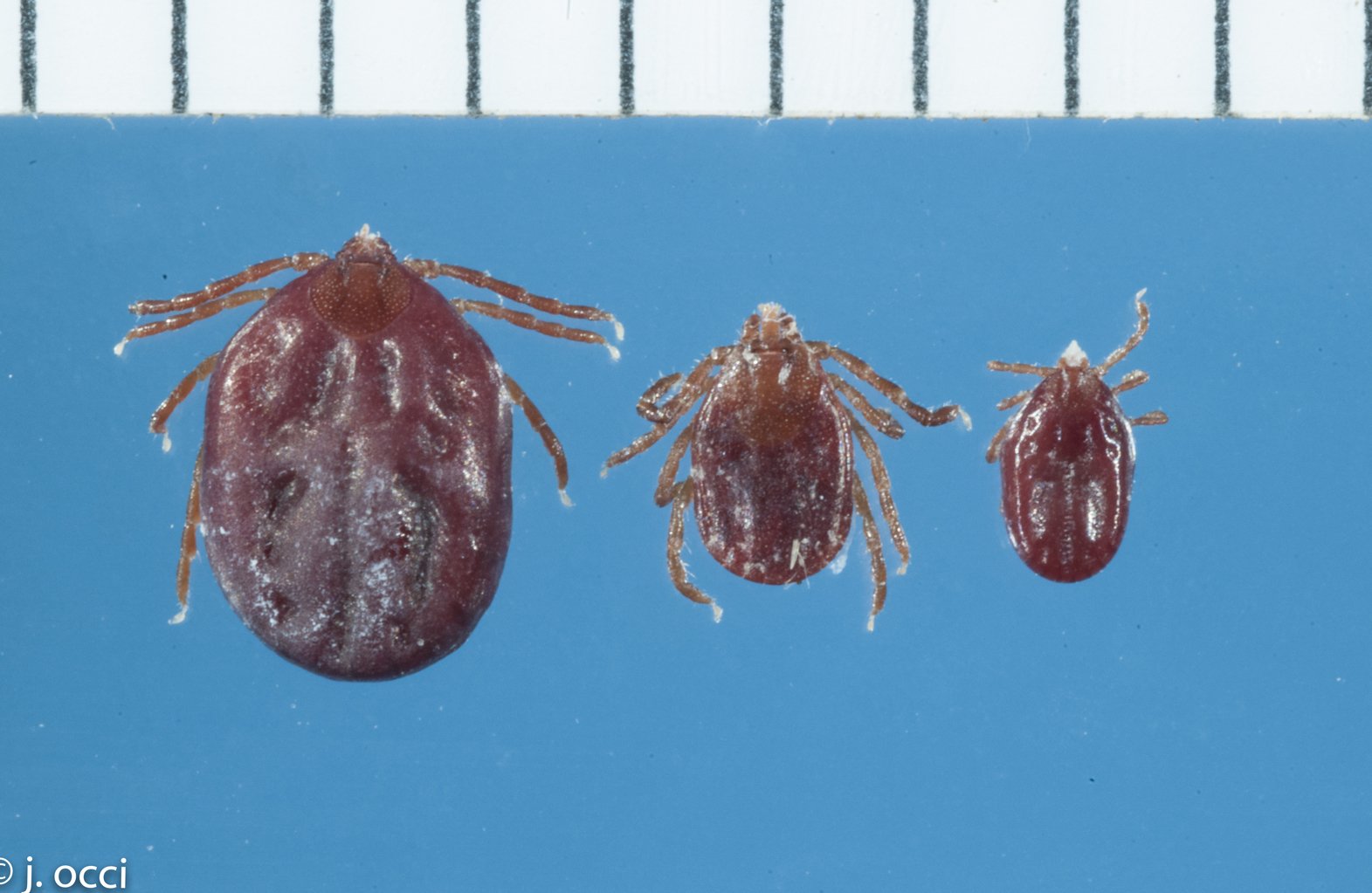Rare type of tick inexplicably turns up in Arkansas AP News