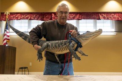 Man says emotional support alligator helps his depression | AP News Man says emotional support alligator helps his depression | AP News