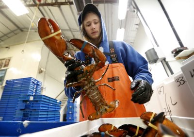 Layoffs Hit Prices Lag As Tariff Pinches Lobster Industry