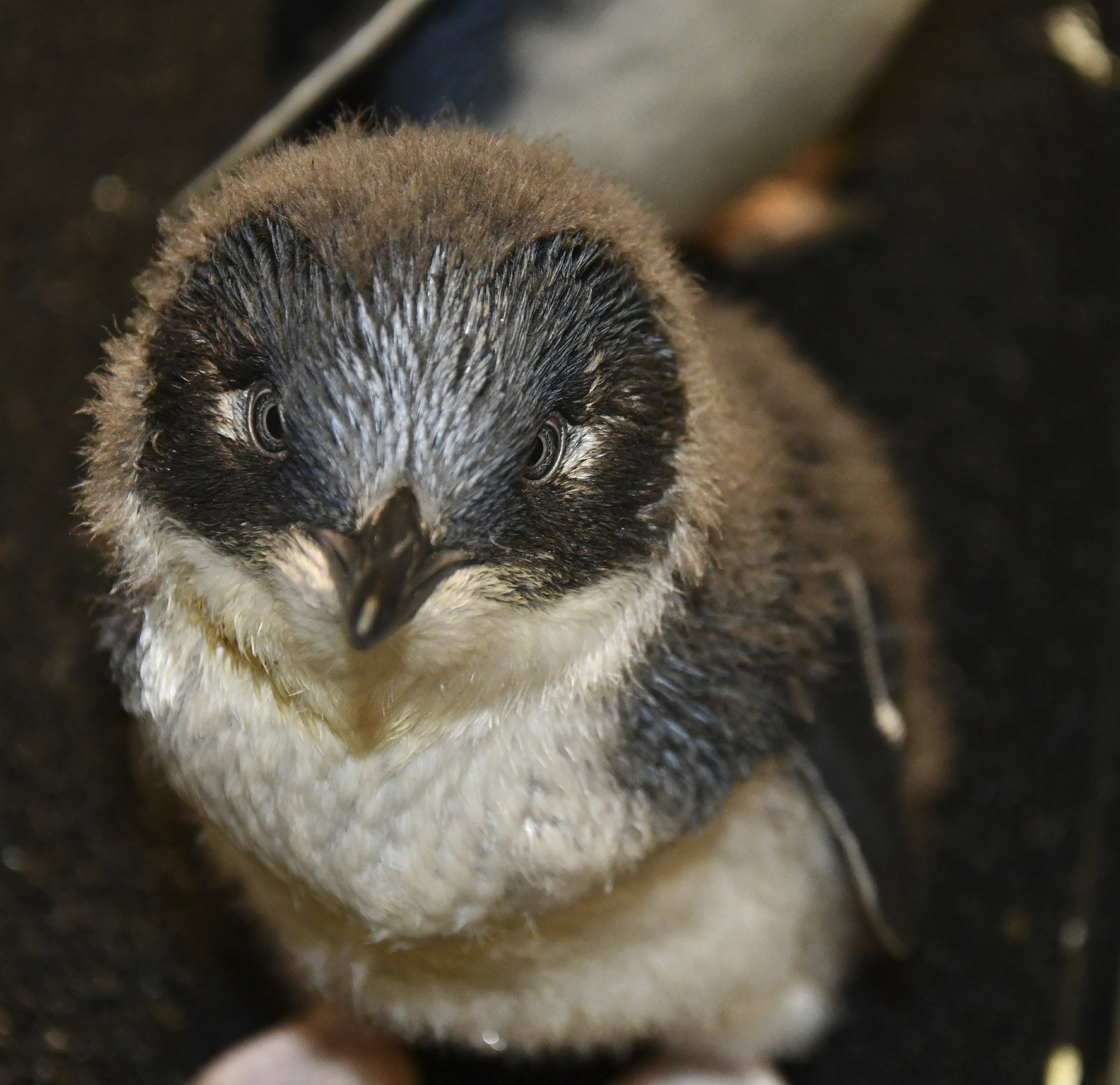 Little penguins hatched at Louisville Zoo | AP News