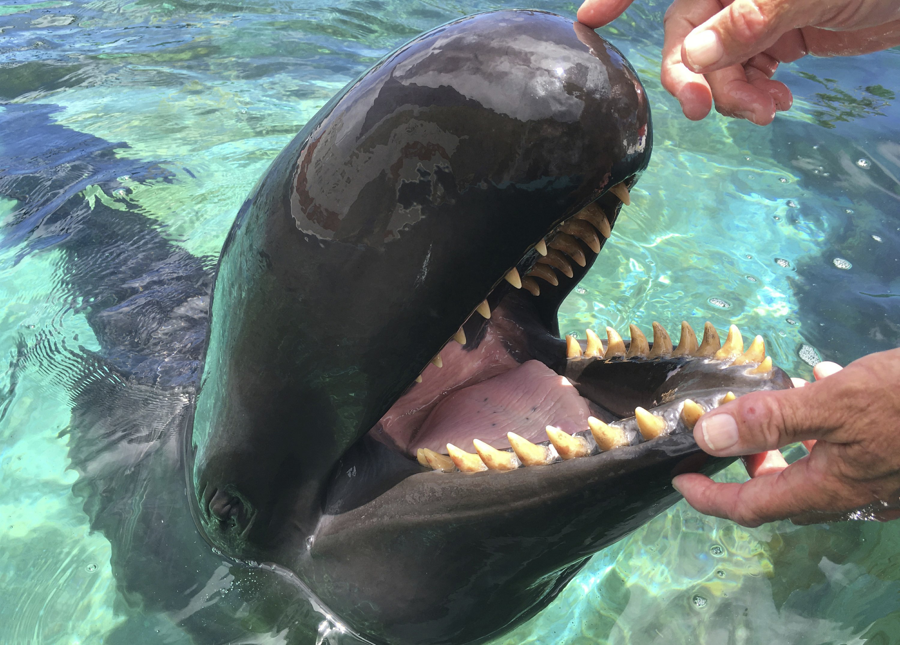 false killer whale