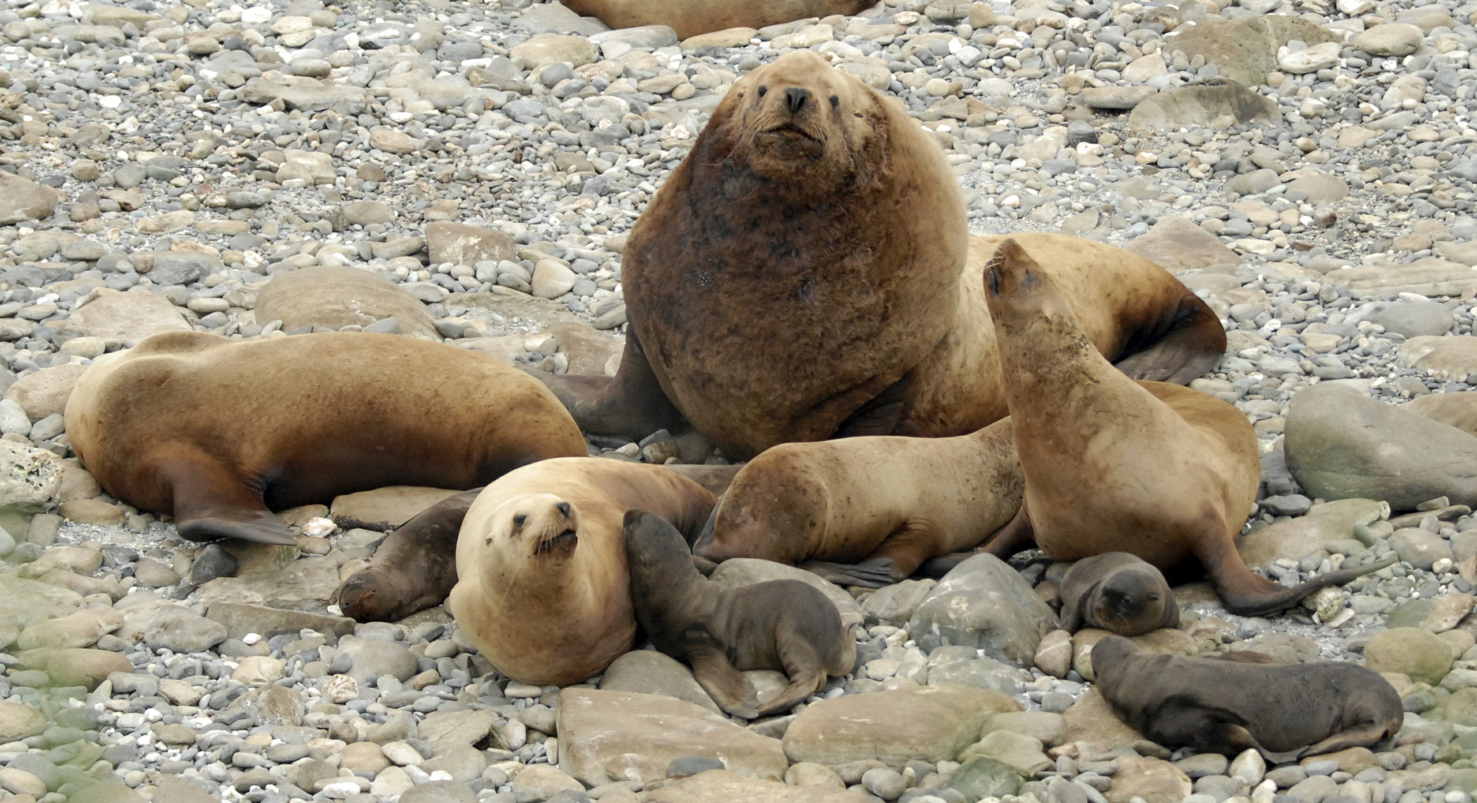 Alaska Fishermen Sentenced For Killing Endangered Sea Lions