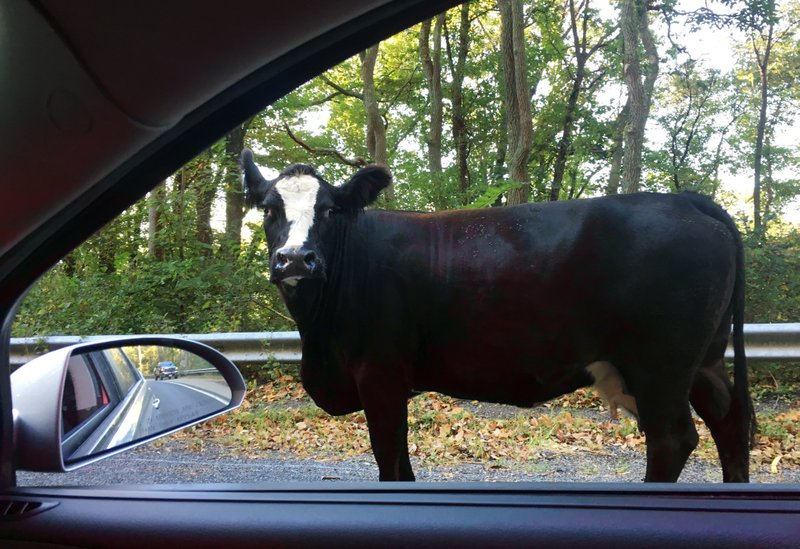 New Jersey State Trooper Tells Cow To Mooove It