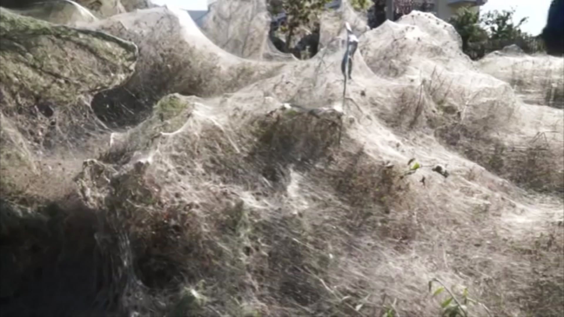 giant spider web