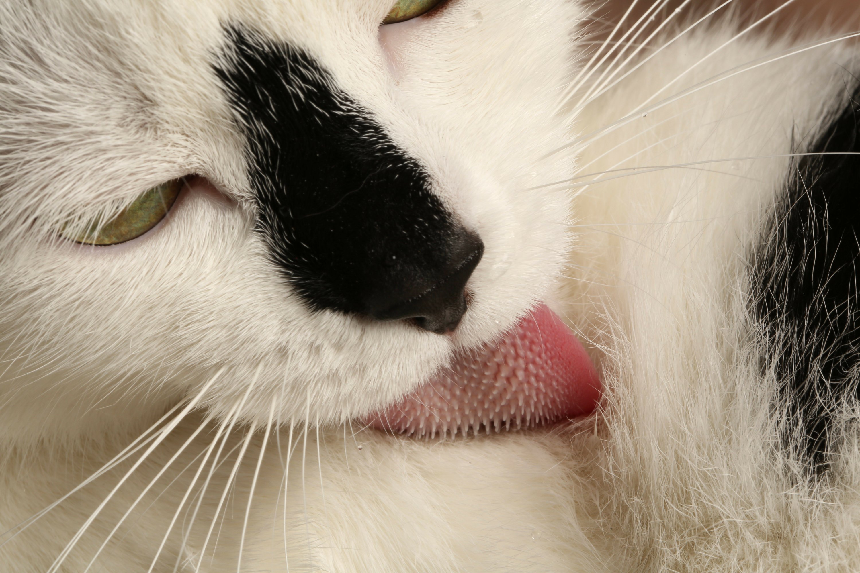 The scoop on how your cat s  sandpapery tongue  deep cleans